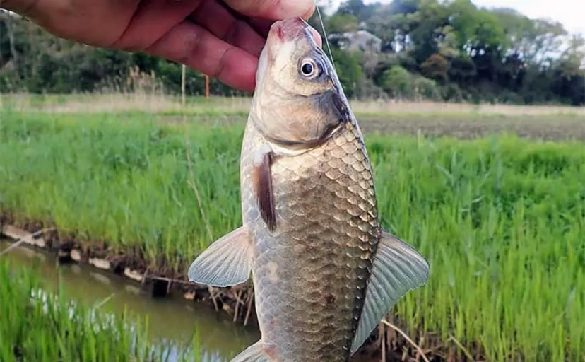 マブナ好釣り場：谷田川沿いのホソ【茨城】 乗っ込み期は足を使って釣ろう