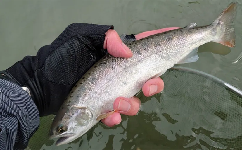 解禁日の渓流エサ釣りで28cm頭にヤマメ2桁をキャッチ【熊本・川辺川】