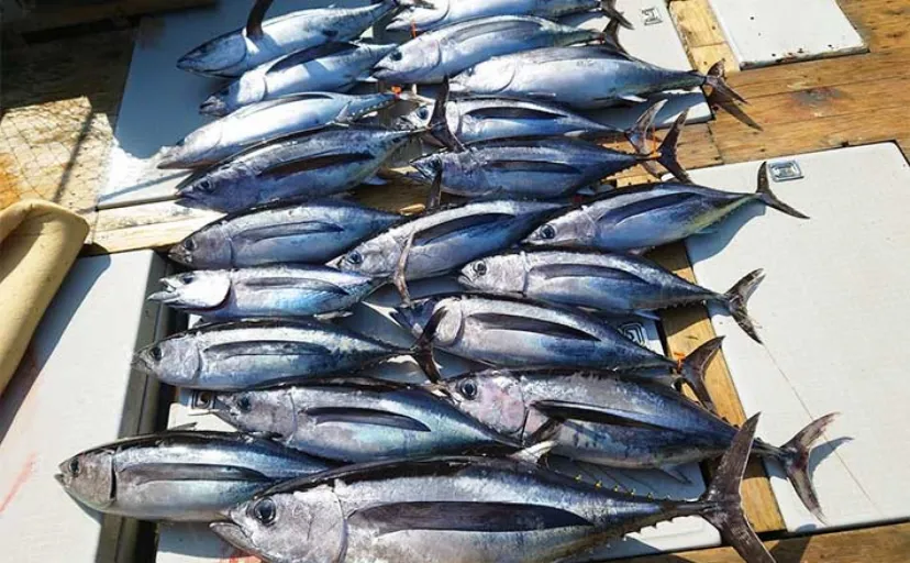 「マグロをジギングで釣ろう！」大人気トンジギの基本タックルと船宿予約の方法
