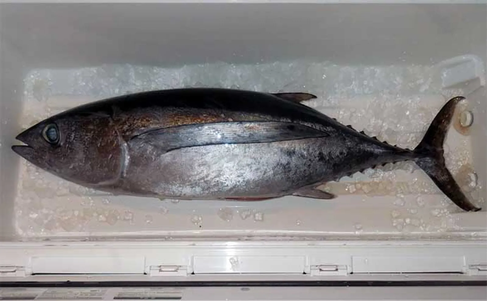 「マグロをジギングで釣ろう！」大人気トンジギの基本タックルと船宿予約の方法