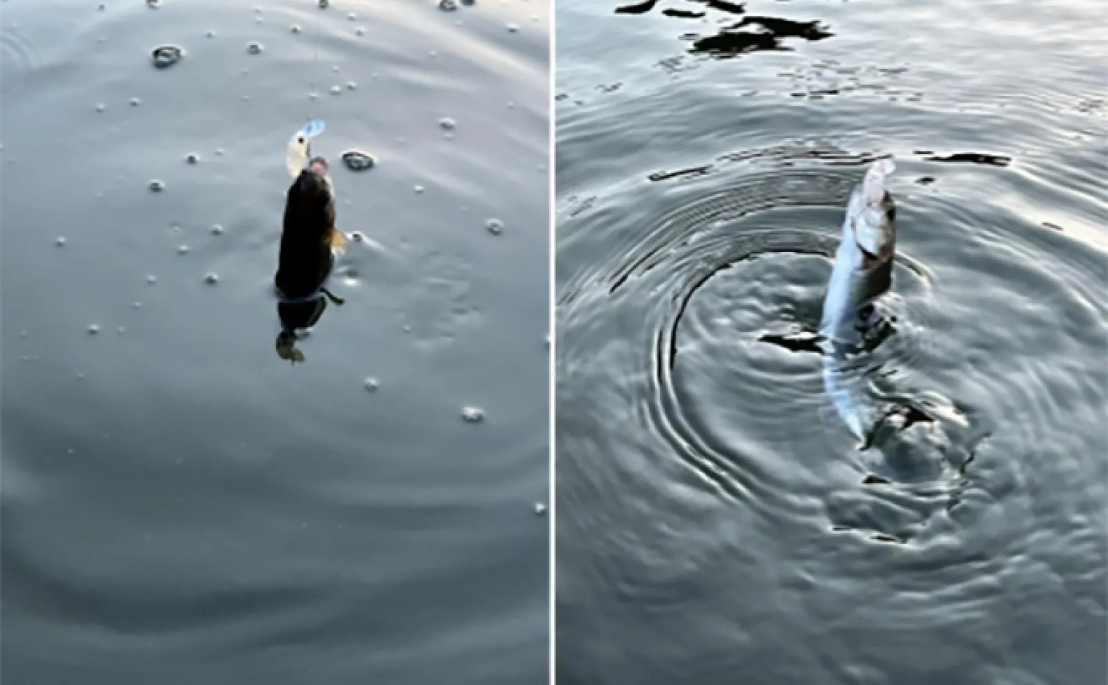 エリアトラウト釣行で90匹と快釣【千早川マス釣り場】夕マヅメはトップでもヒット