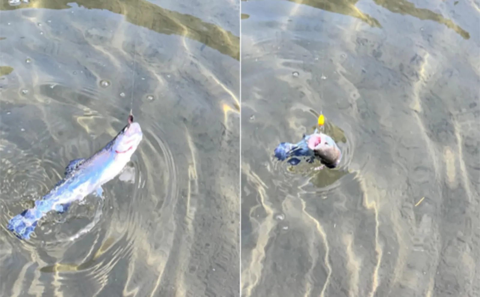 エリアトラウト釣行で90匹と快釣【千早川マス釣り場】夕マヅメはトップでもヒット