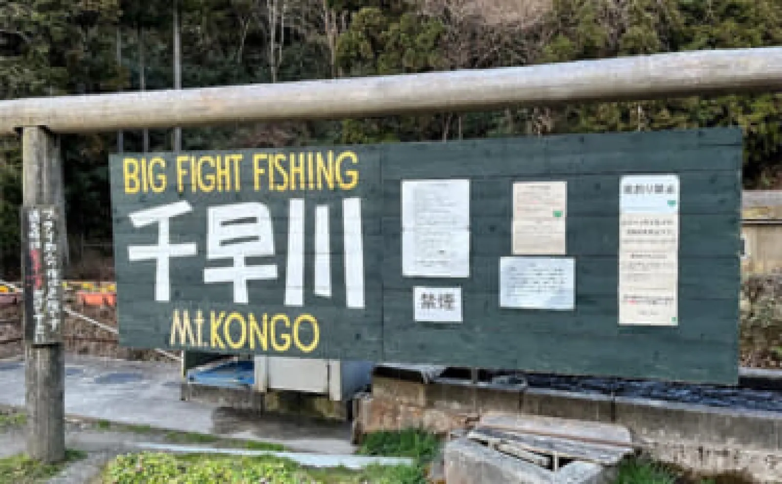 エリアトラウト釣行で90匹と快釣【千早川マス釣り場】夕マヅメはトップでもヒット