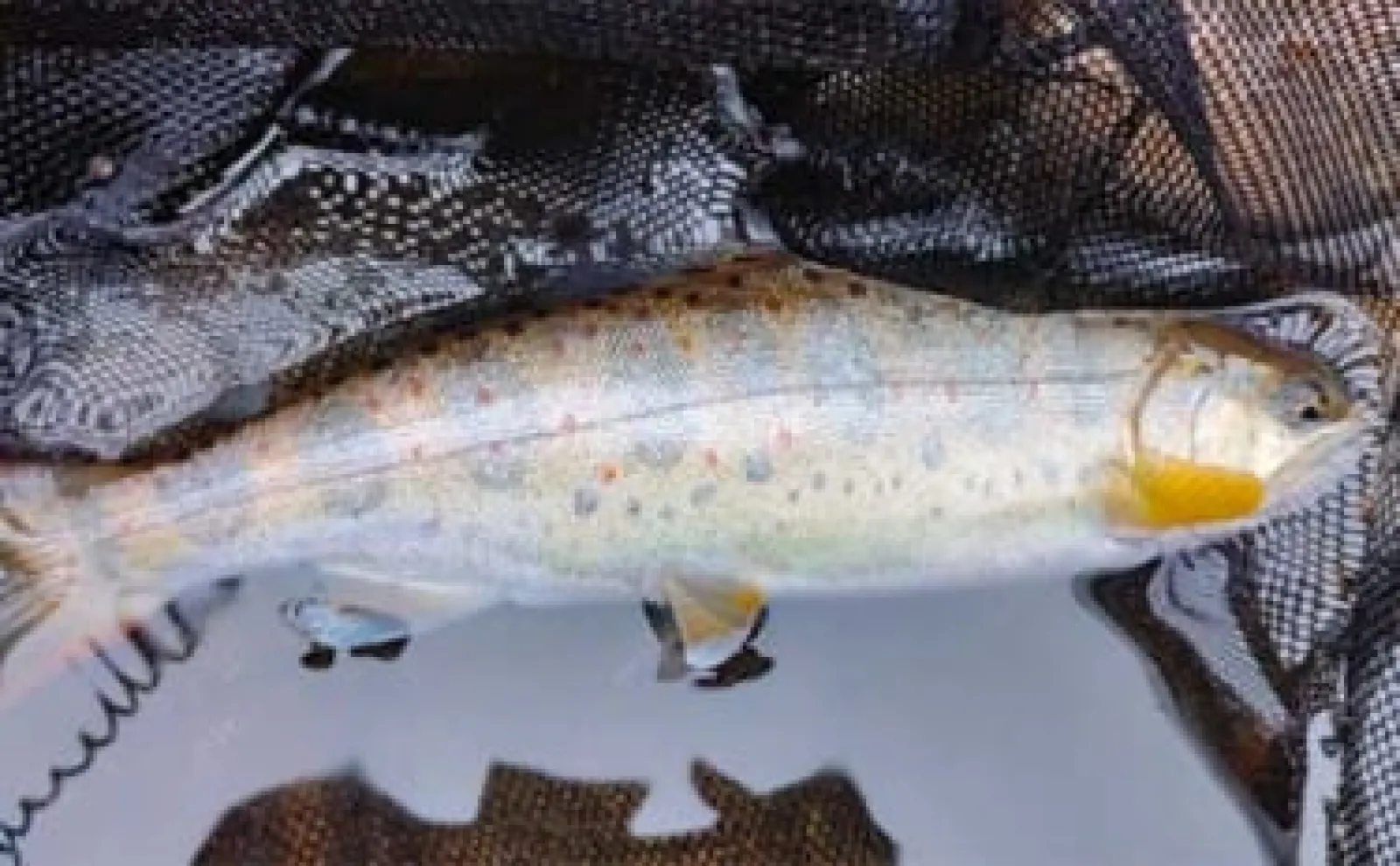 「これができれば脱初心者！」渓流エサ釣りにおける【オモリの重さ使い分け術】