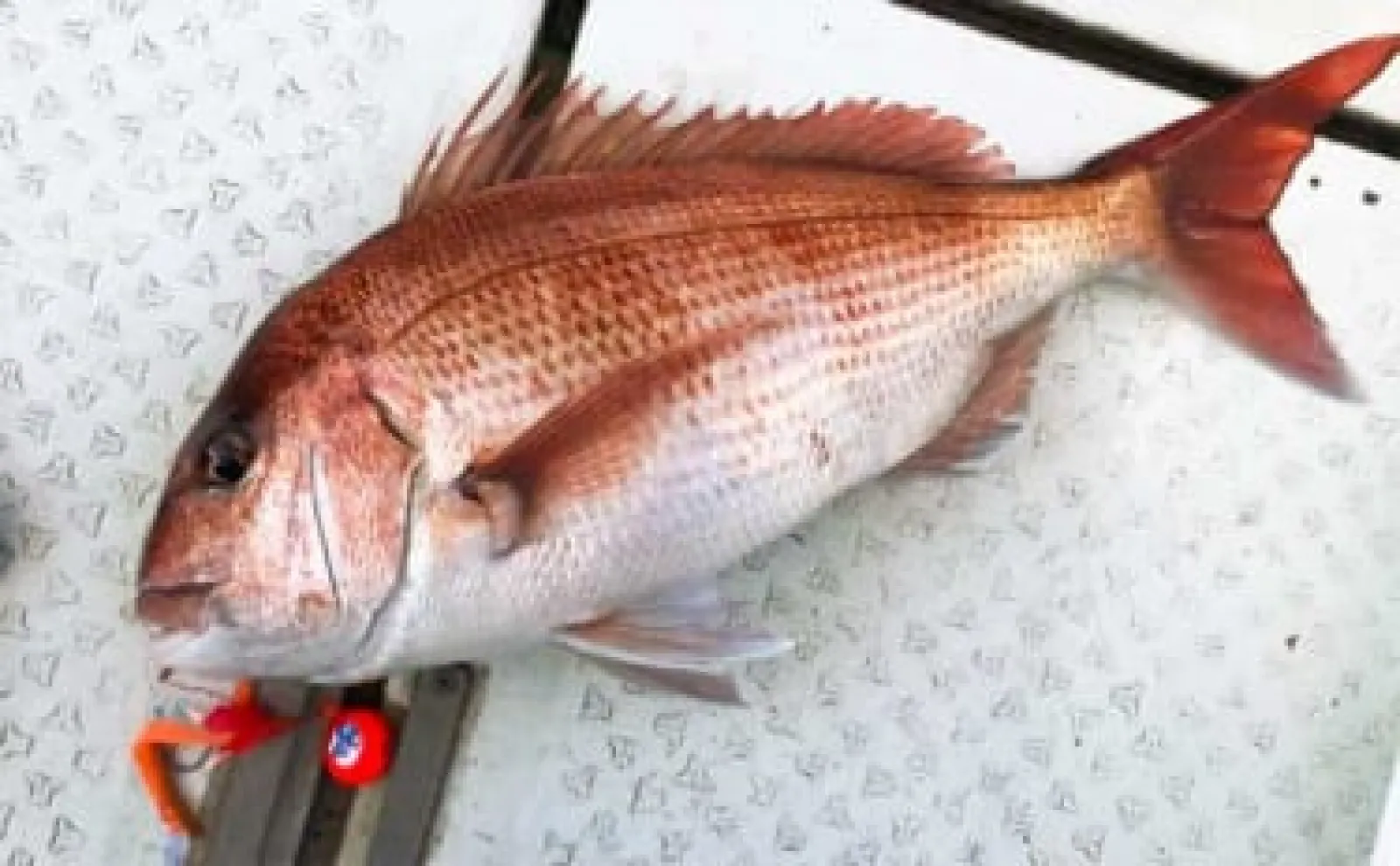ディープタイラバ釣行で船中マダイ全員安打【上越・子丸】浅場ではクロソイが連発