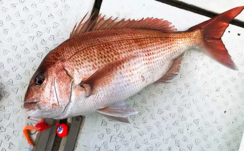ディープタイラバ釣行で船中マダイ全員安打【上越・子丸】浅場ではクロソイが連発