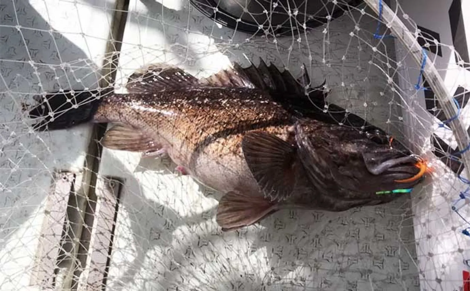 ディープタイラバ釣行で船中マダイ全員安打【上越・子丸】浅場ではクロソイが連発