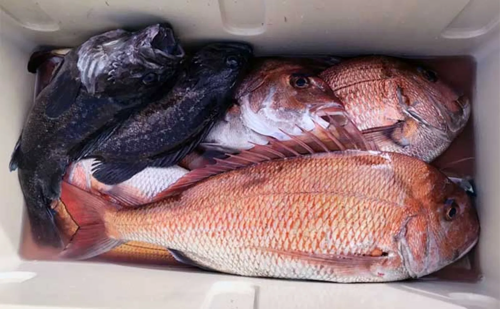 ディープタイラバ釣行で船中マダイ全員安打【上越・子丸】浅場ではクロソイが連発
