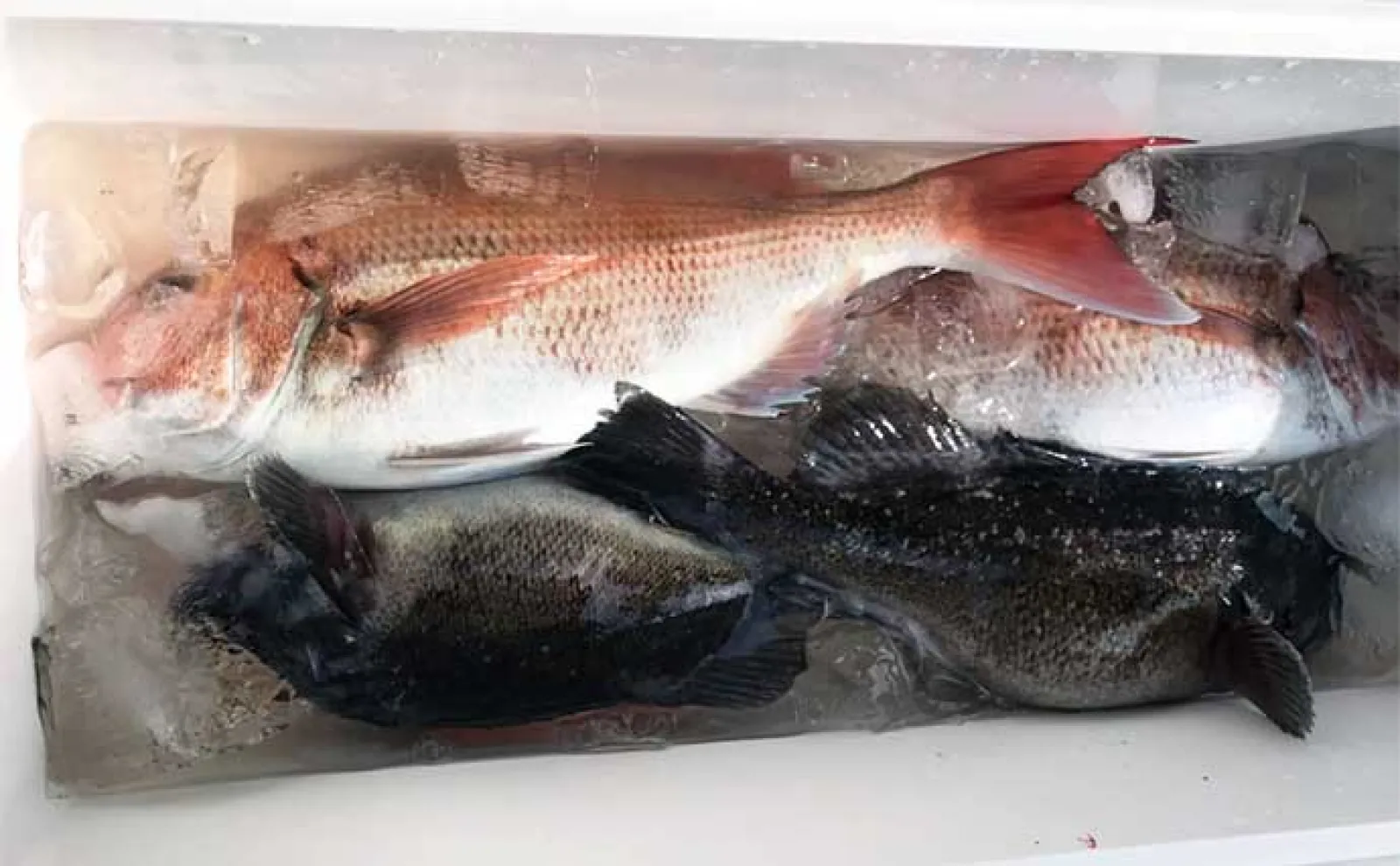 ディープタイラバ釣行で船中マダイ全員安打【上越・子丸】浅場ではクロソイが連発