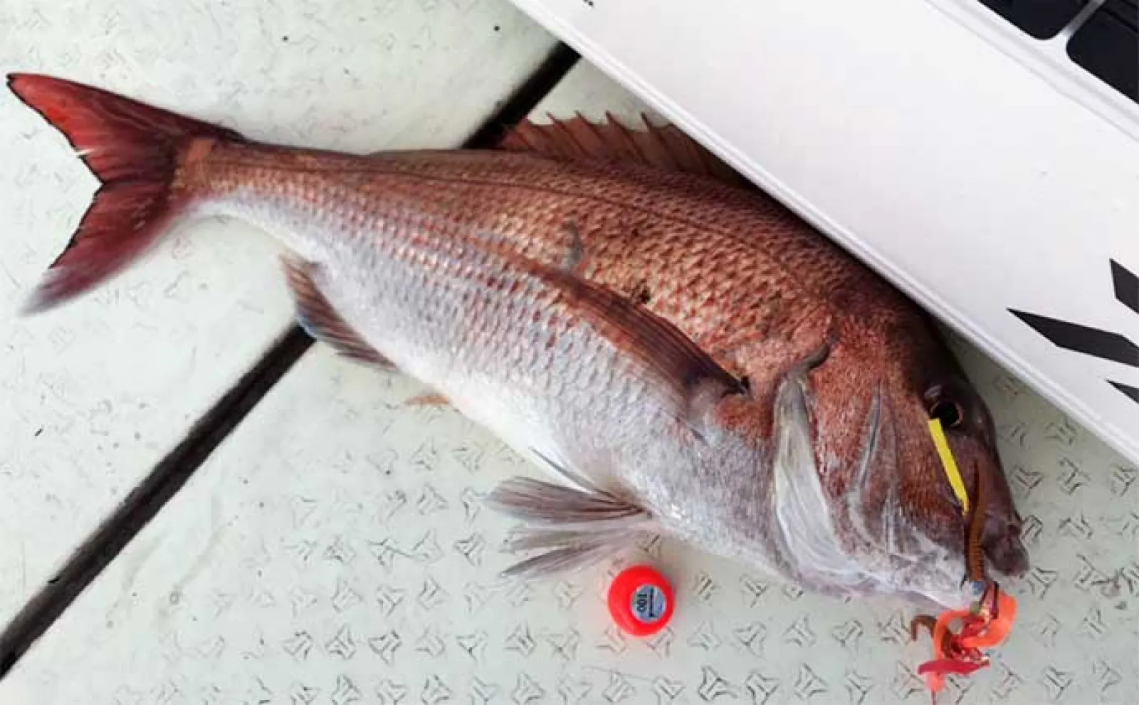 ディープタイラバ釣行で船中マダイ全員安打【上越・子丸】浅場ではクロソイが連発