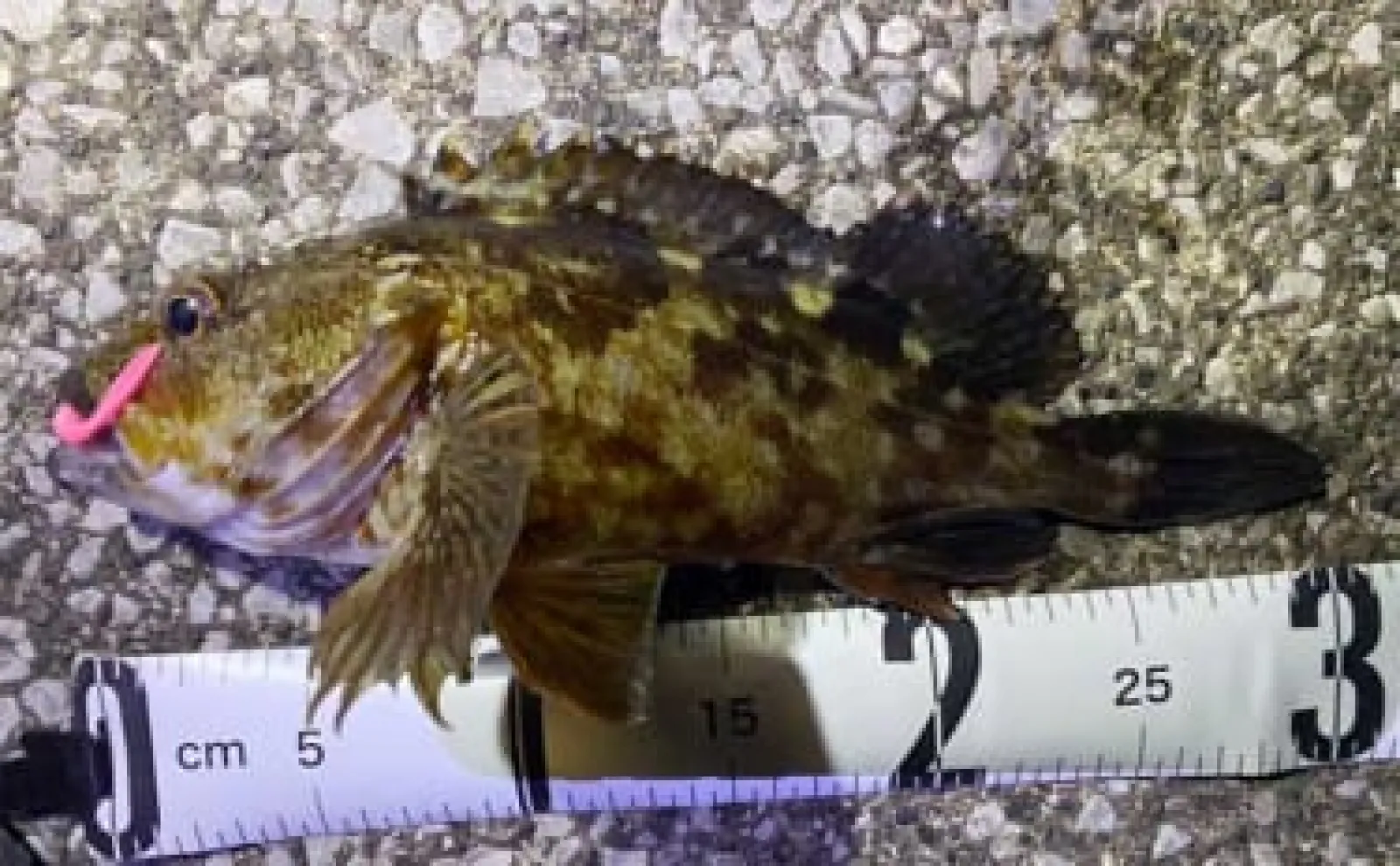 ルアーカサゴ釣りで【大型狙いには大きめワームがオススメなワケ】 実績ワーム3選も紹介