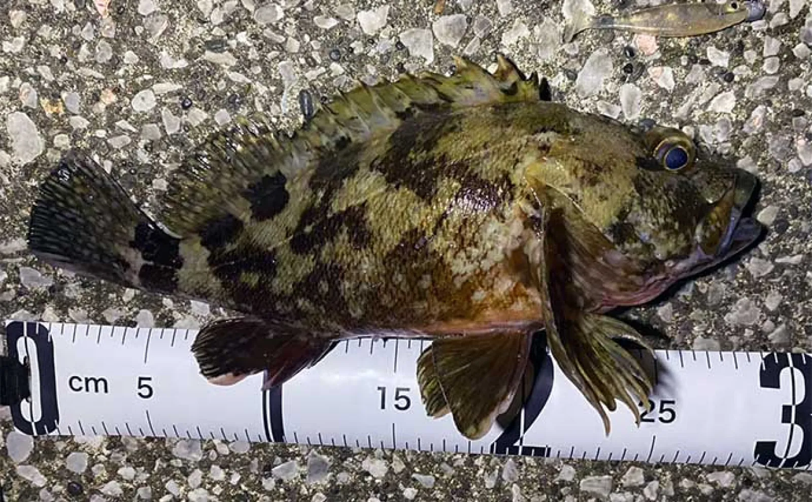 ルアーカサゴ釣りで【大型狙いには大きめワームがオススメなワケ】 実績ワーム3選も紹介