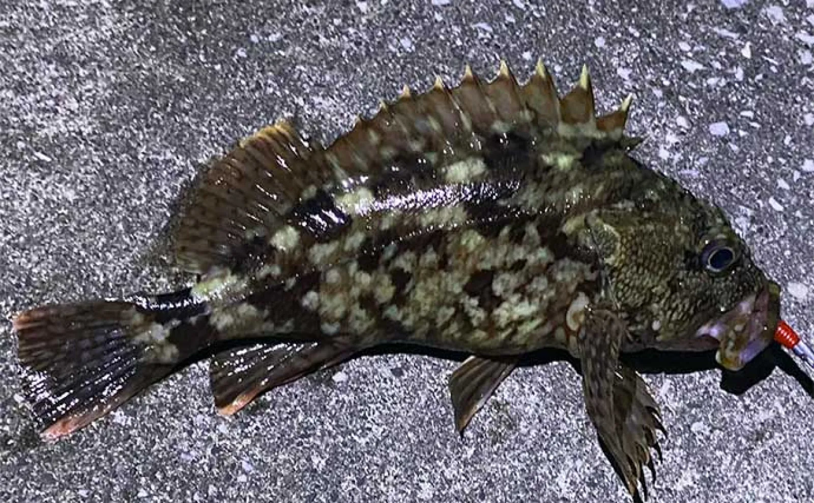 ルアーカサゴ釣りで【大型狙いには大きめワームがオススメなワケ】 実績ワーム3選も紹介