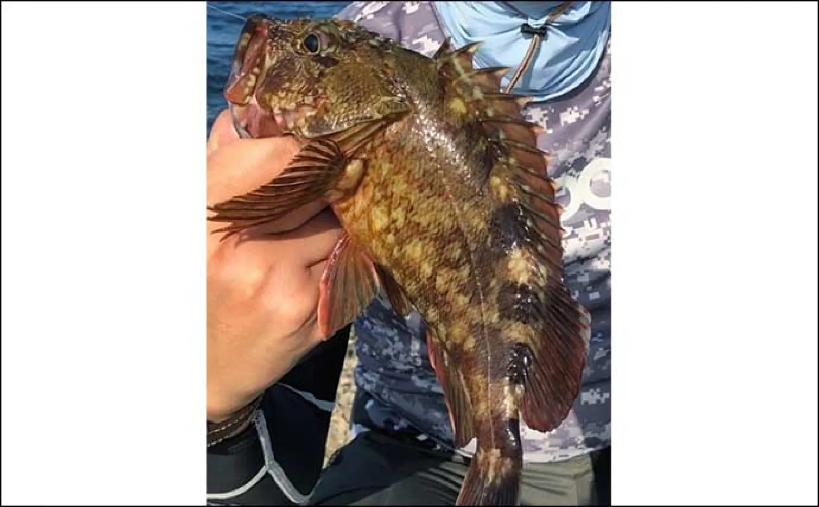 ルアーカサゴ釣りで【大型狙いには大きめワームがオススメなワケ】 実績ワーム3選も紹介