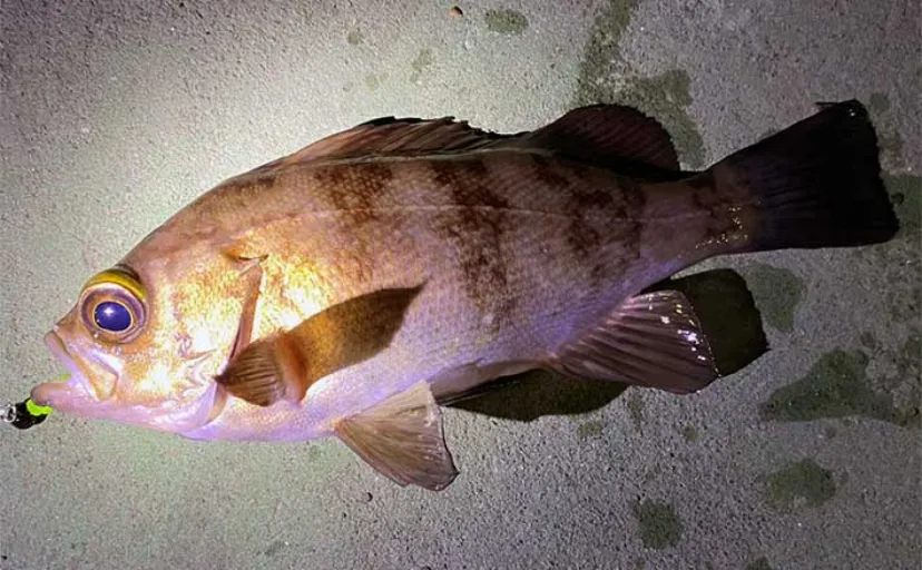堤防ルアー釣りで22cm頭メバルにカサゴ連発【小豆島】家族旅行の隙間時間で満喫