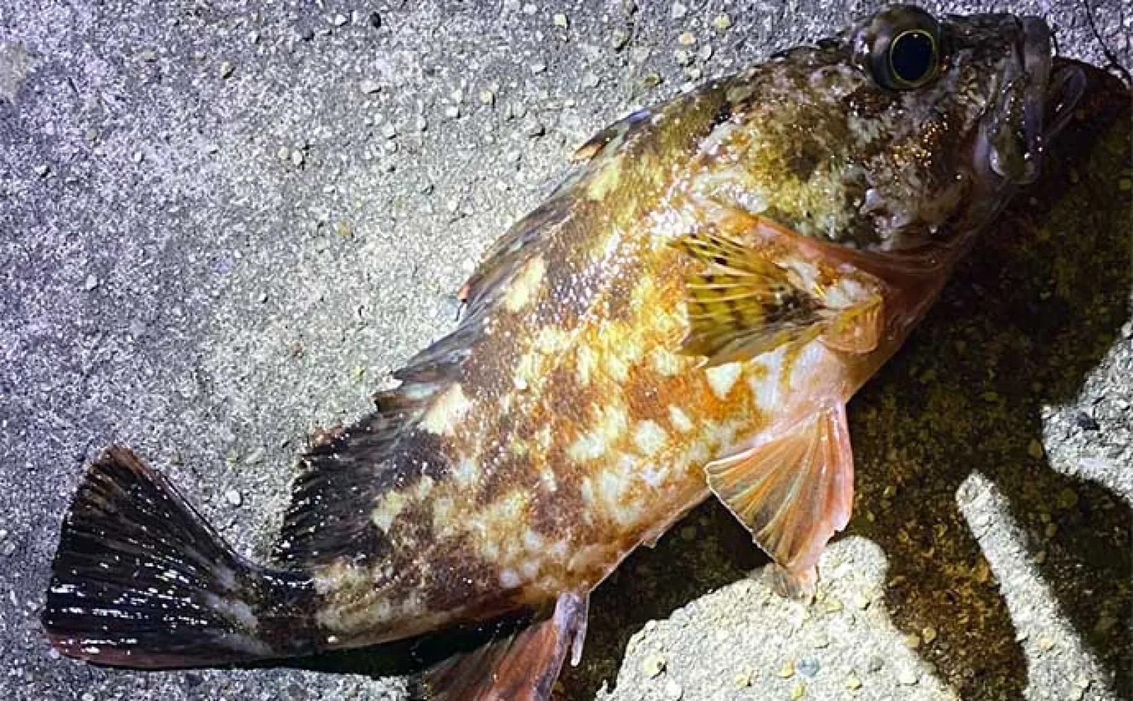 堤防ルアー釣りで22cm頭メバルにカサゴ連発【小豆島】家族旅行の隙間時間で満喫