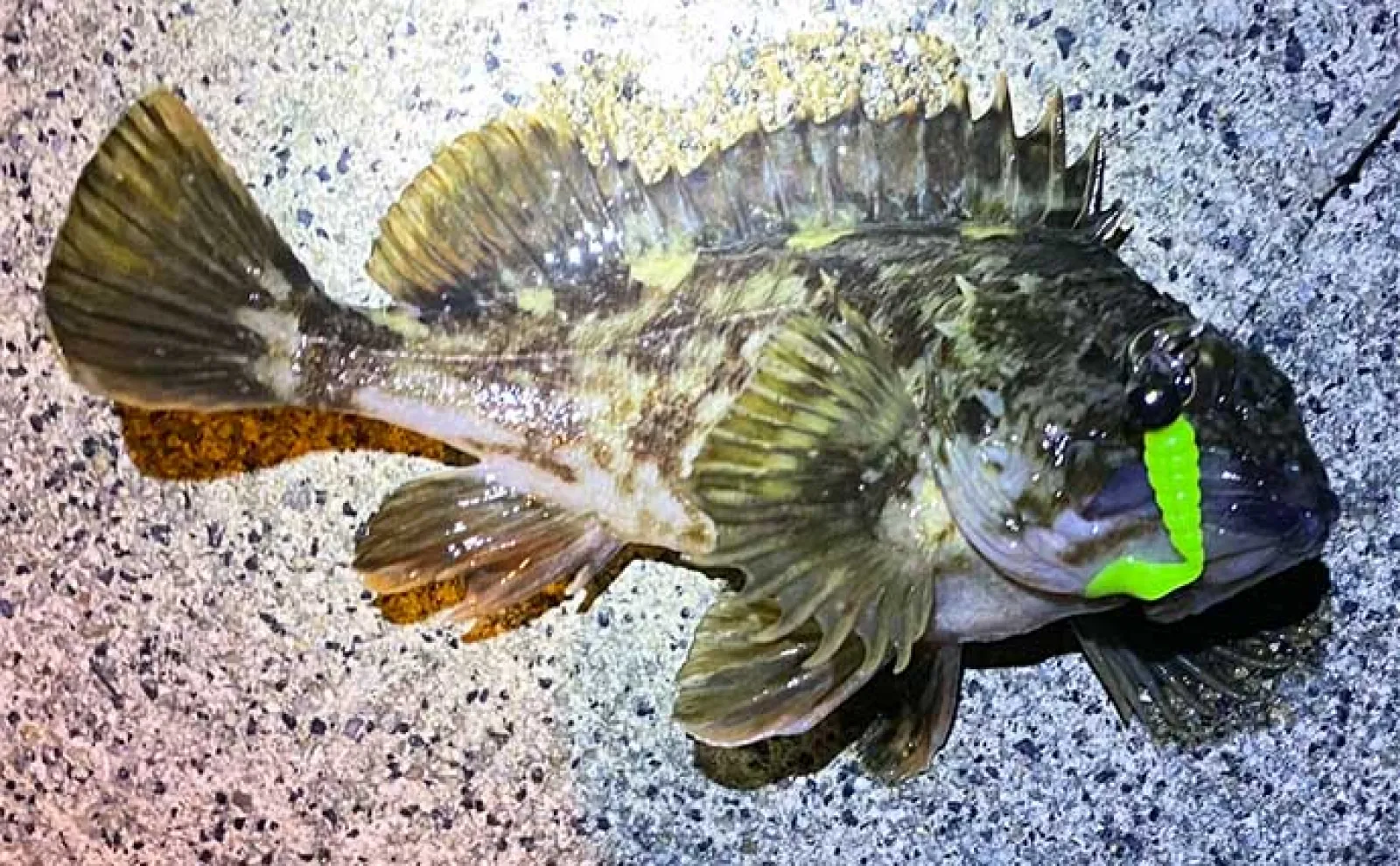 堤防ルアー釣りで22cm頭メバルにカサゴ連発【小豆島】家族旅行の隙間時間で満喫