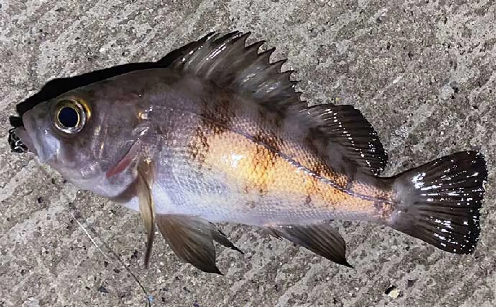 堤防ルアー釣りで22cm頭メバルにカサゴ連発【小豆島】家族旅行の隙間時間で満喫