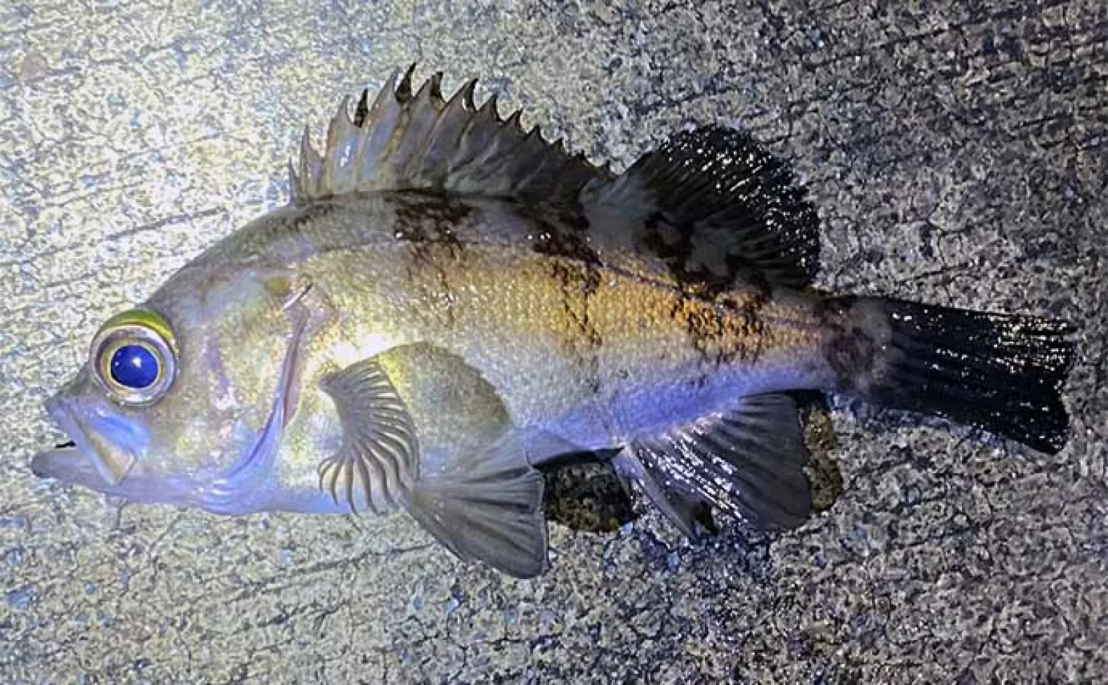 堤防ルアー釣りで22cm頭メバルにカサゴ連発【小豆島】家族旅行の隙間時間で満喫