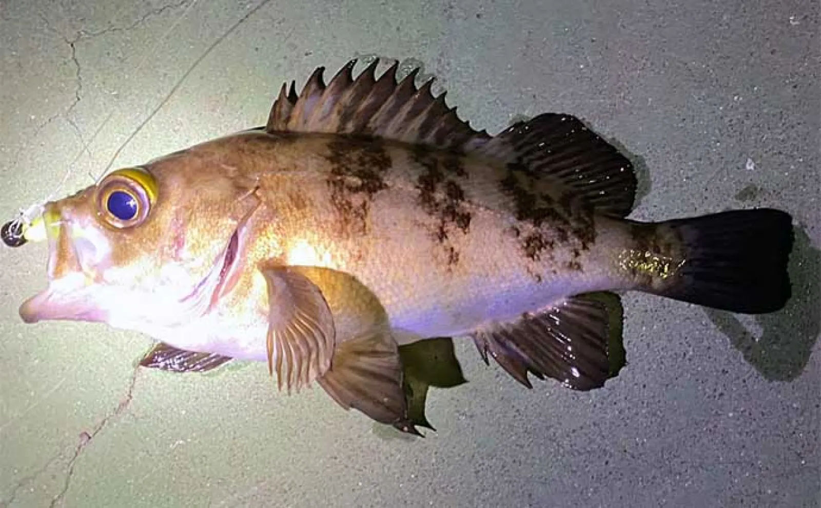 堤防ルアー釣りで22cm頭メバルにカサゴ連発【小豆島】家族旅行の隙間時間で満喫