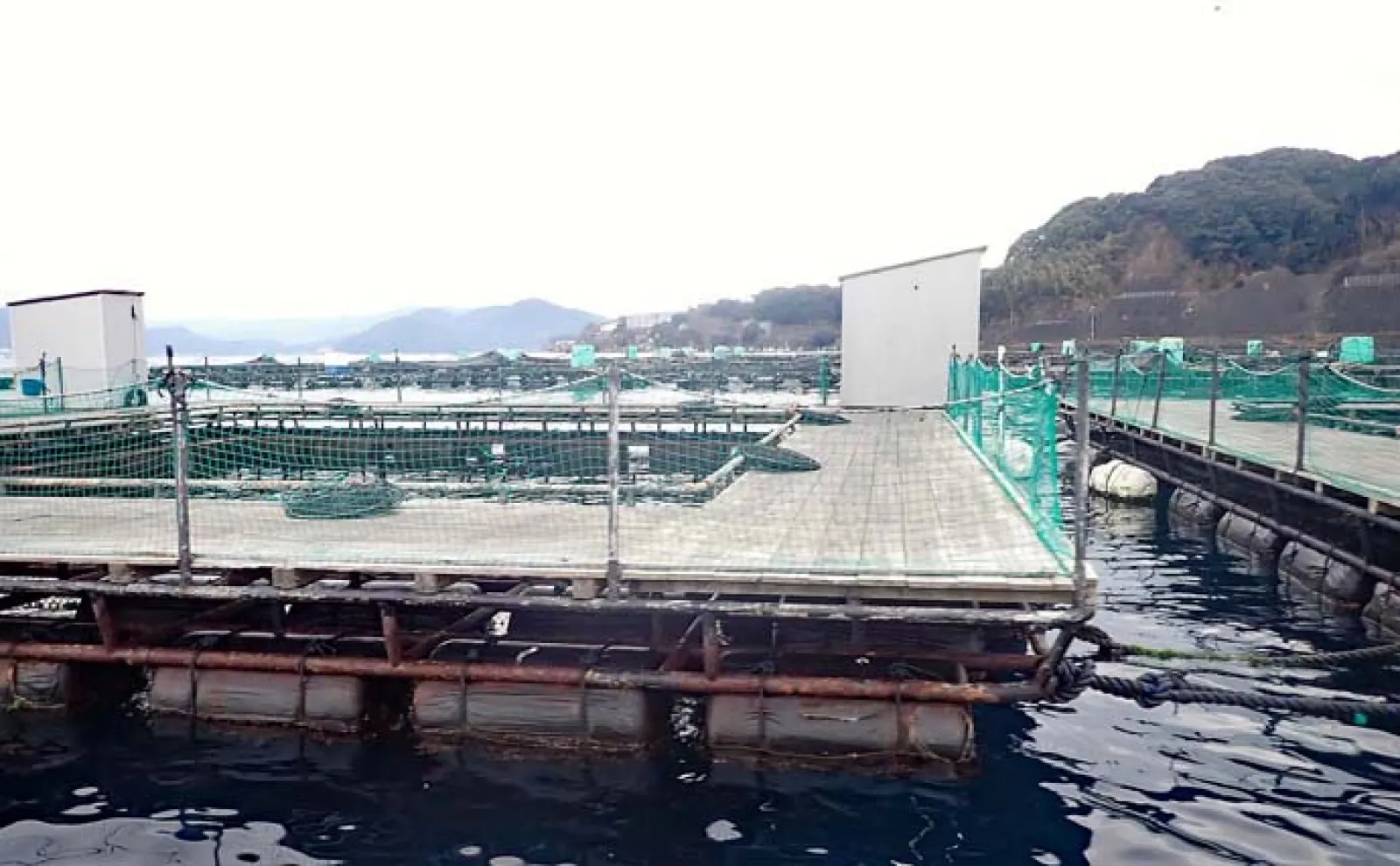 海上釣り堀で本命シマアジ手中【沼津・まるや】バナメイエビエサが大当たり