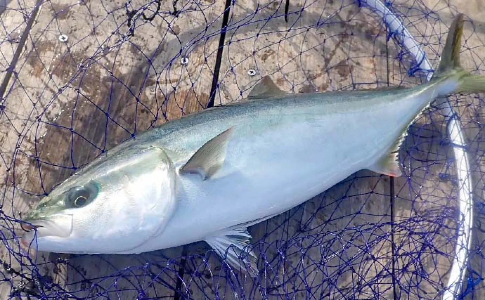 海上釣り堀で本命シマアジ手中【沼津・まるや】バナメイエビエサが大当たり