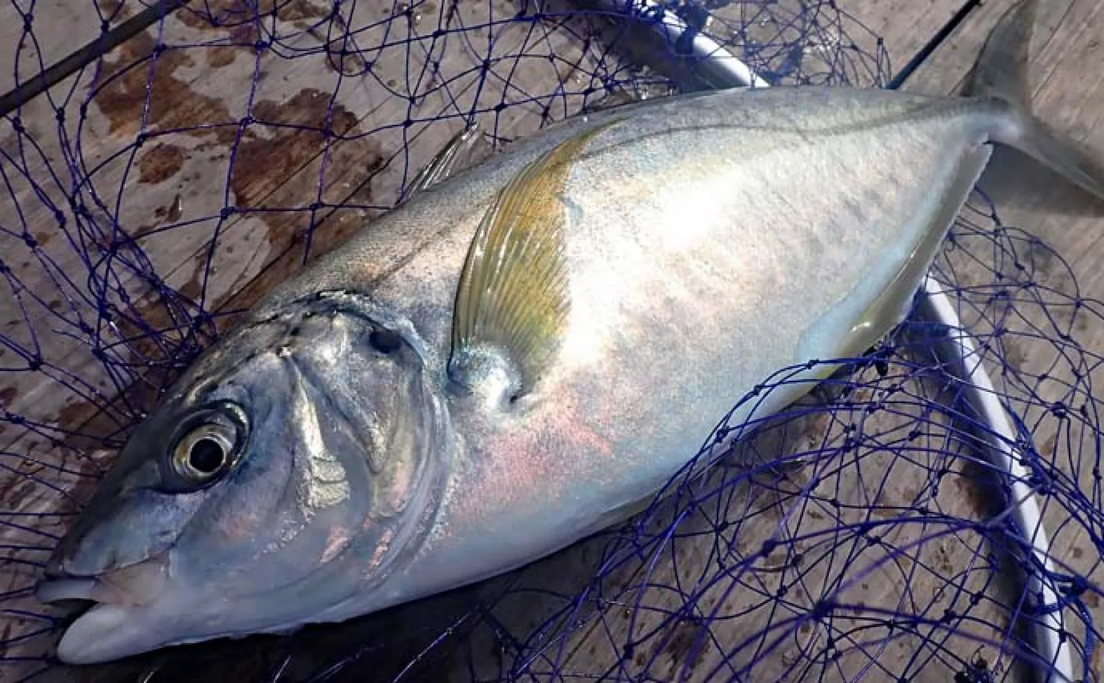 海上釣り堀で本命シマアジ手中【沼津・まるや】バナメイエビエサが大当たり