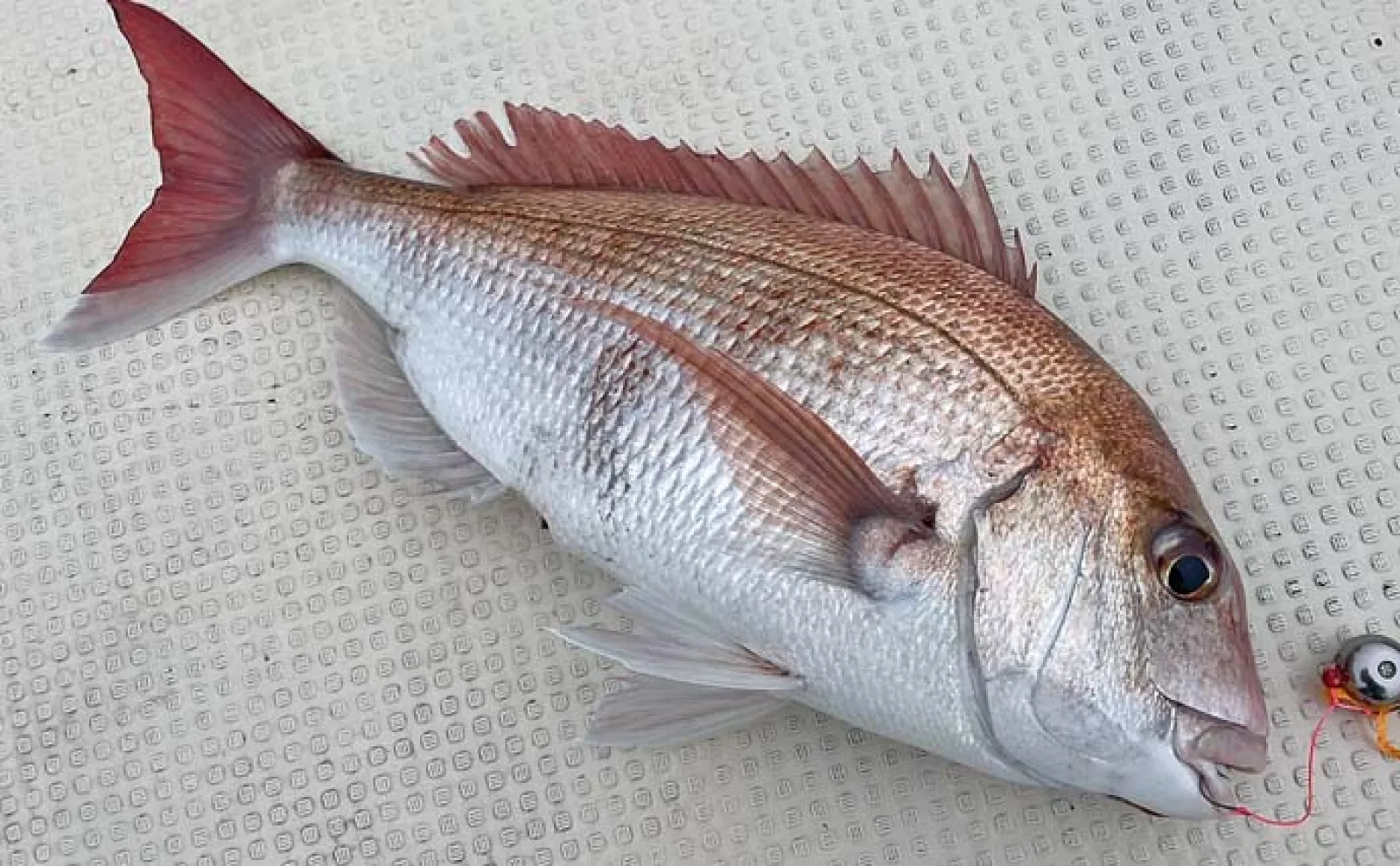 東京湾タイラバ釣行で2kg超マダイ4尾キャッチ 強波動での深場 東京湾タイラバ釣行で2kg超マダイ4尾キャッチ 強波動での深場