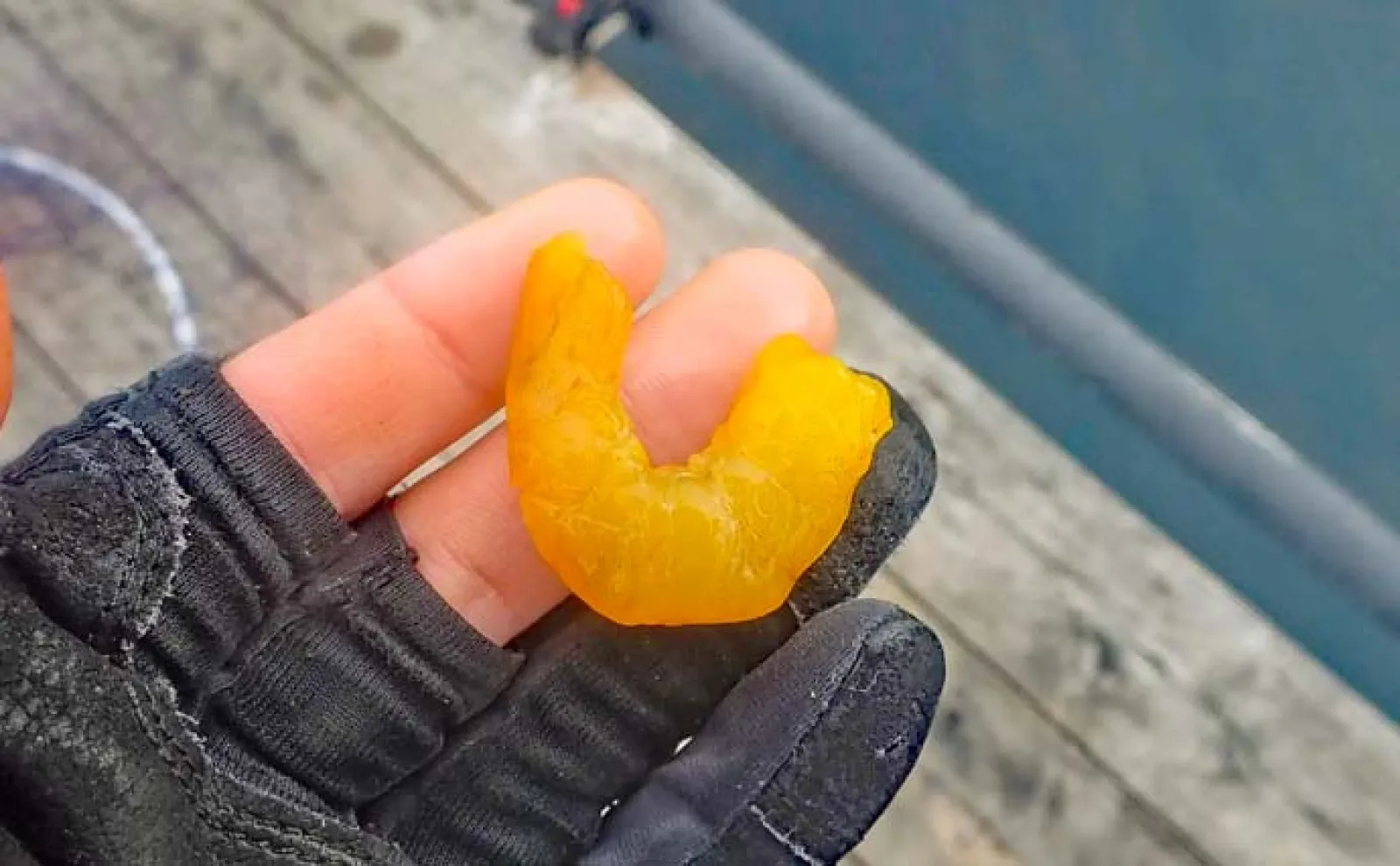 海上釣り堀で本命シマアジ手中【沼津・まるや】バナメイエビエサが大当たり