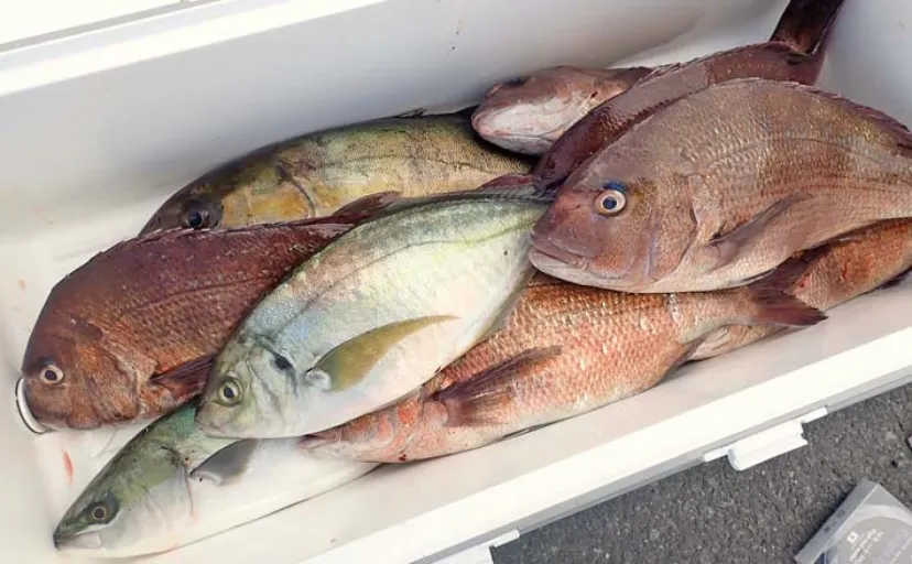 海上釣り堀で本命シマアジ手中【沼津・まるや】バナメイエビエサが大当たり