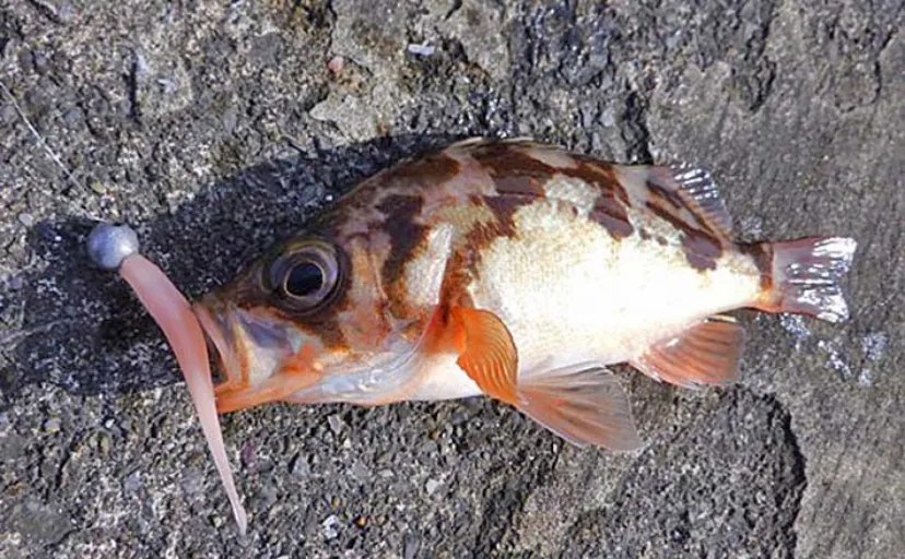 春のメバリングにはダウンショットがおすすめ【理由と使い方を解説】