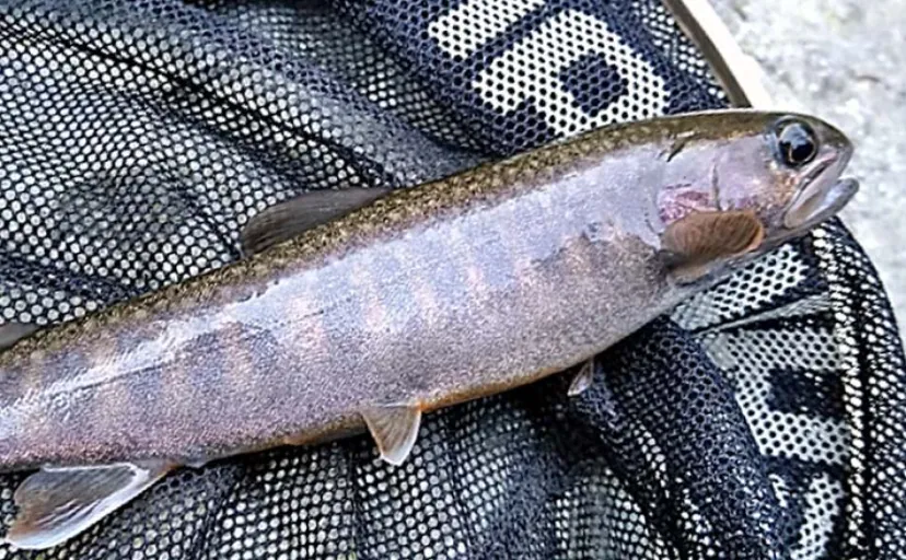 渓流釣りでよく釣れるのは【エサとルアーどっち？】　それぞれの長所短所を解説