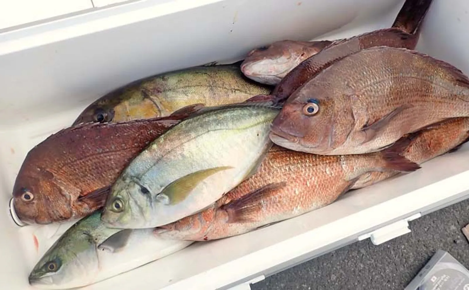 海上釣り堀で本命シマアジ手中【沼津・まるや】バナメイエビエサが大当たり