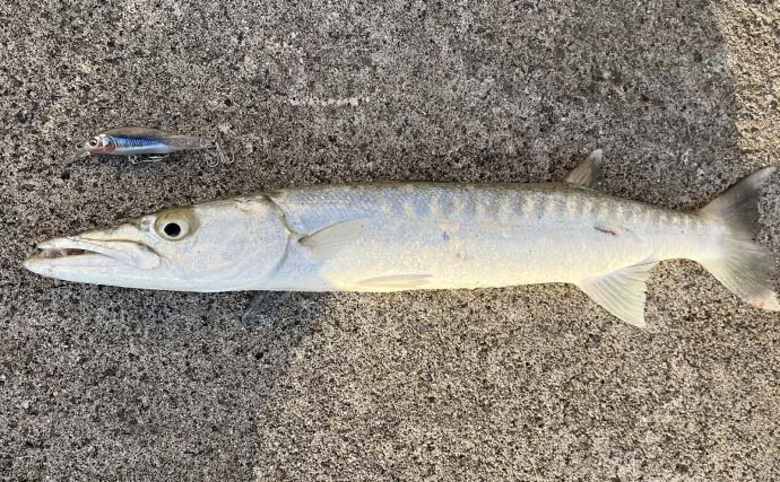 沖縄の離島『伊是名島』陸っぱりルアー釣行で4目釣果 ロッド1本でイカも魚も?