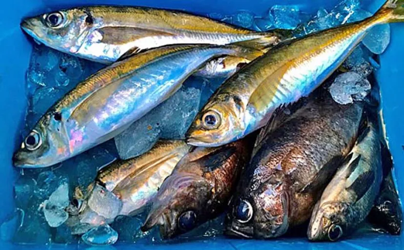 アジ釣りの聖地『壱岐』での堤防アジング釣行で尺アジをキャッチ【長崎】
