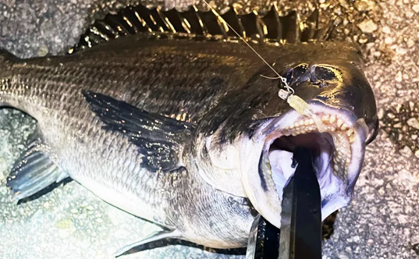 大阪湾奥メバリング釣行で46cm頭に良型チヌ2連発　メバルは小型2尾のみ