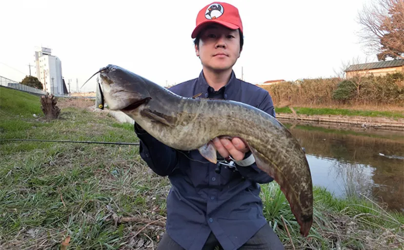 日中のルアーナマズ釣りで65cm頭に60cmオーバー3匹キャッチ【愛知県・青木川】