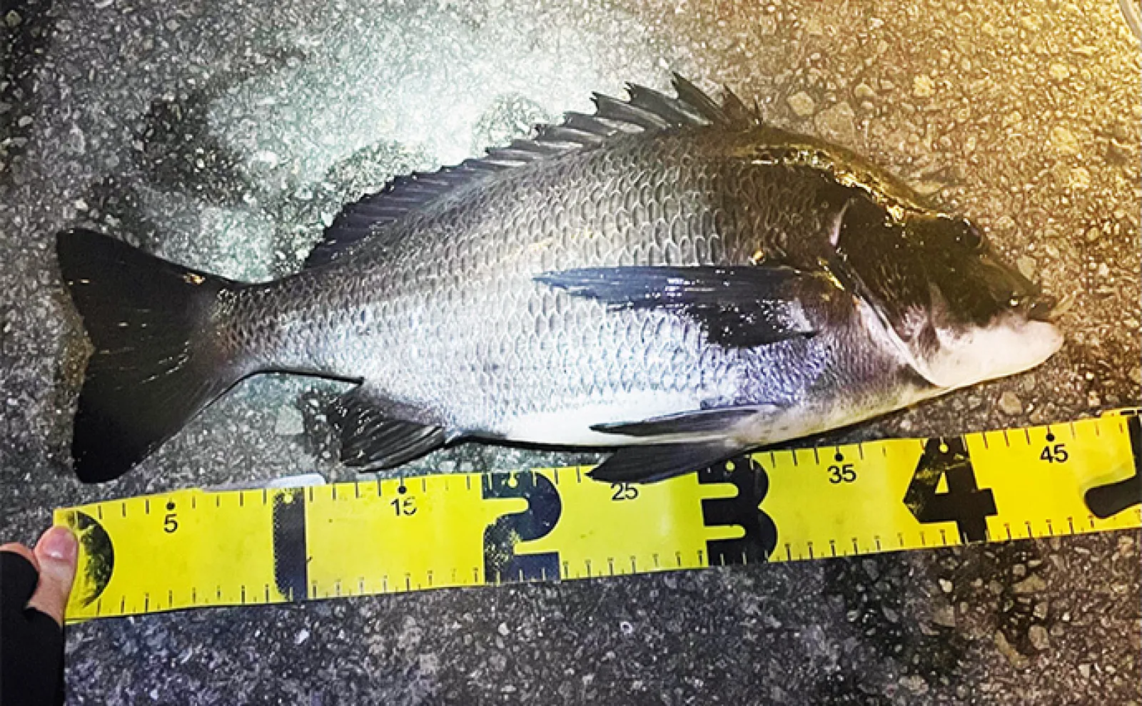 大阪湾奥メバリング釣行で46cm頭に良型チヌ2連発 メバルは小型2尾のみ