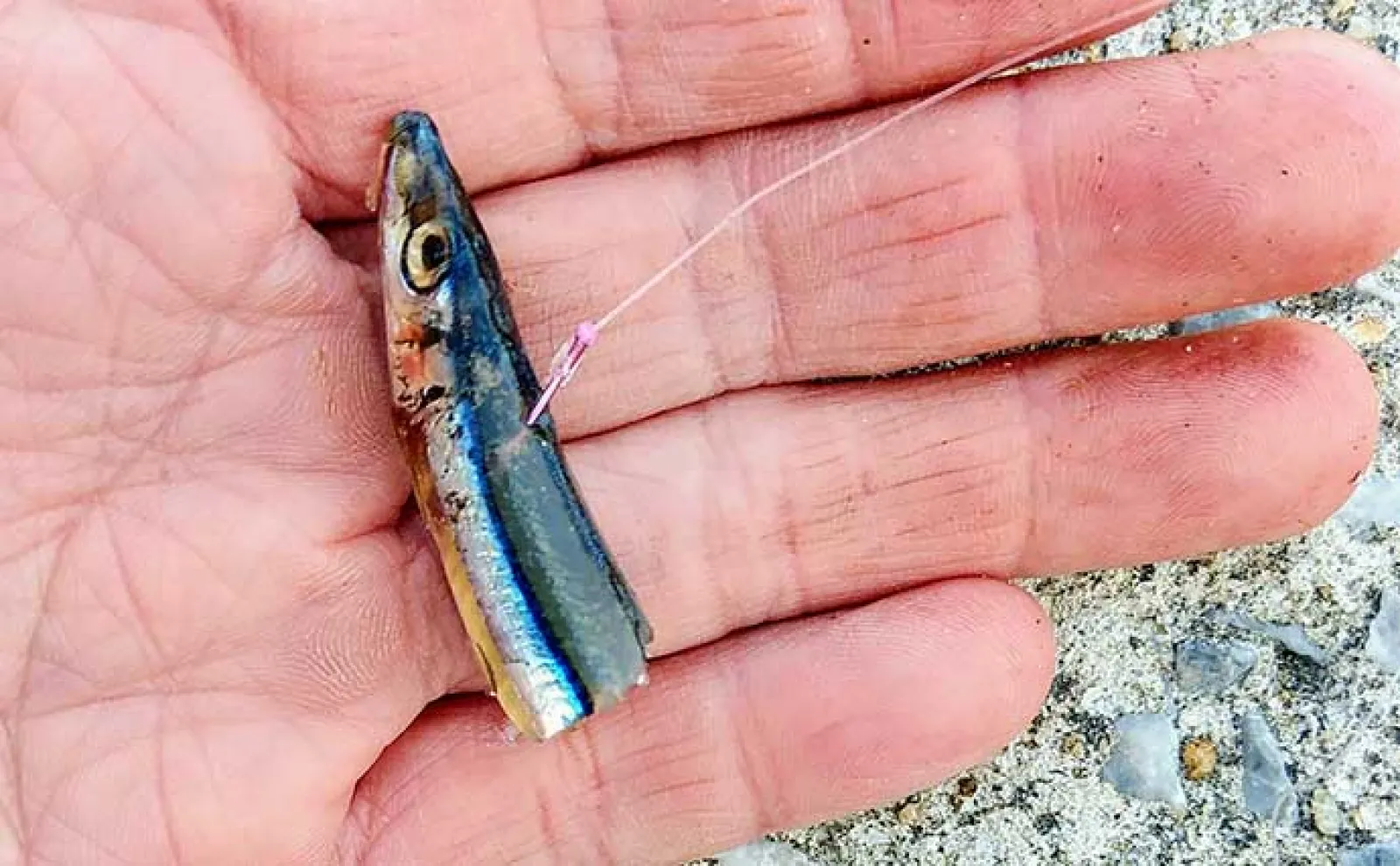 カサゴの釣り方を徹底解説【初心者向け】誰でも手軽に釣れる3つの方法とは?