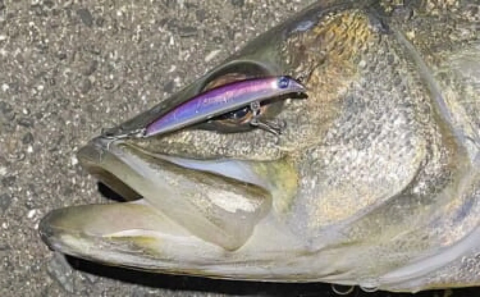 バチ抜け期にワンタックルでチヌ・シーバス・アジ・メバル4魚種を狙う　推奨タックルは？