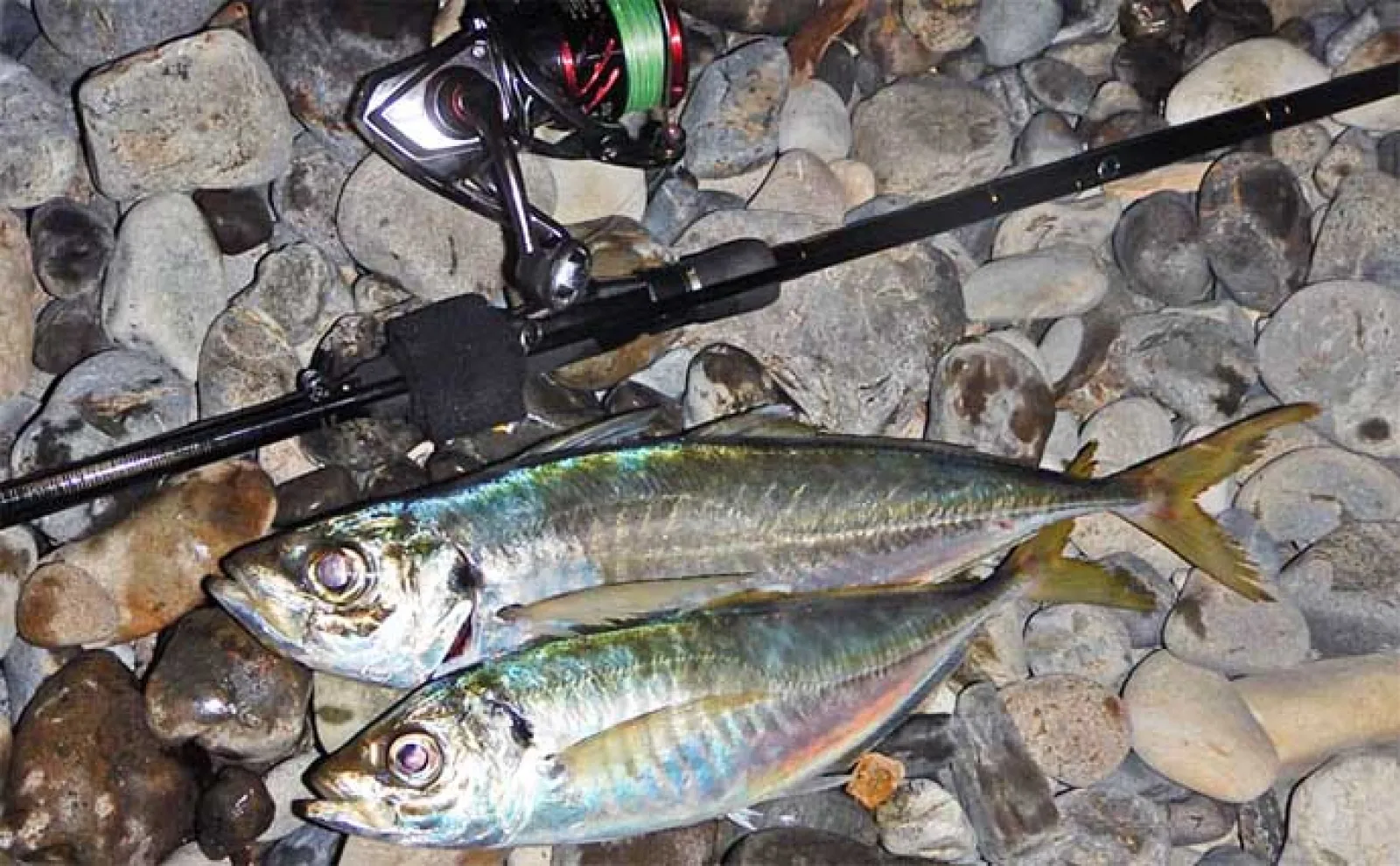 堤防アジ釣りの仕掛け6種を解説 大型狙いに向いている釣り方とは?