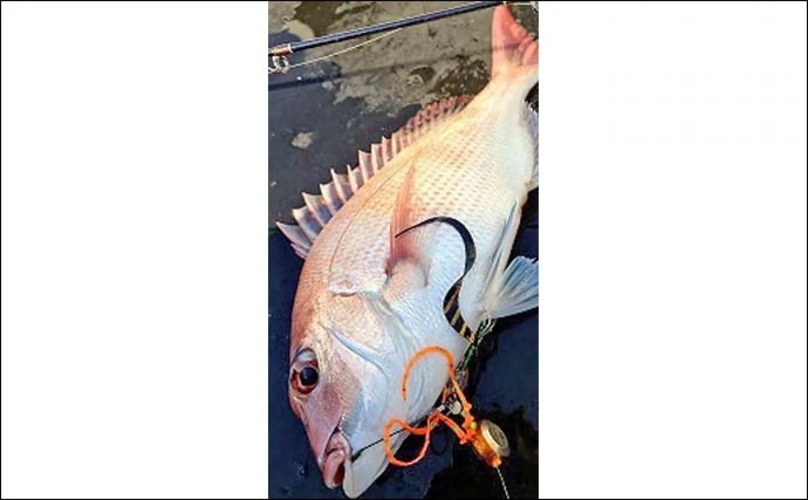 タイラバ釣行で80cm級大型マダイ浮上【三重】人肌に温めたヘッドが的中