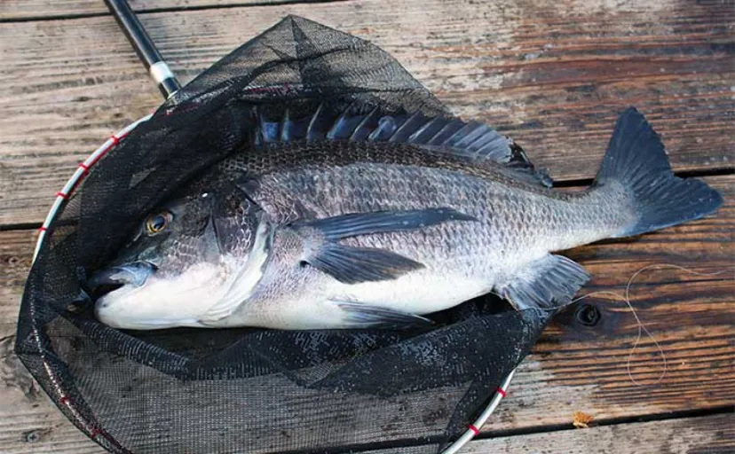 乗っ込みクロダイ（チヌ）カカリ釣り徹底解説　【タックル・エサ・釣り方・釣り場】