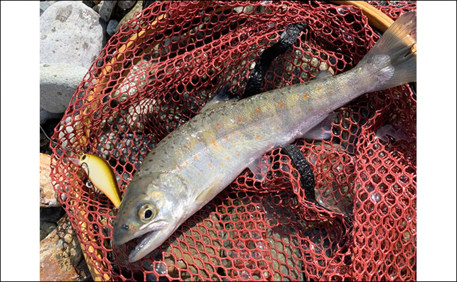 解禁直後の渓流ルアー釣行で50cm超えブラウントラウトをキャッチ【岐阜・庄川】