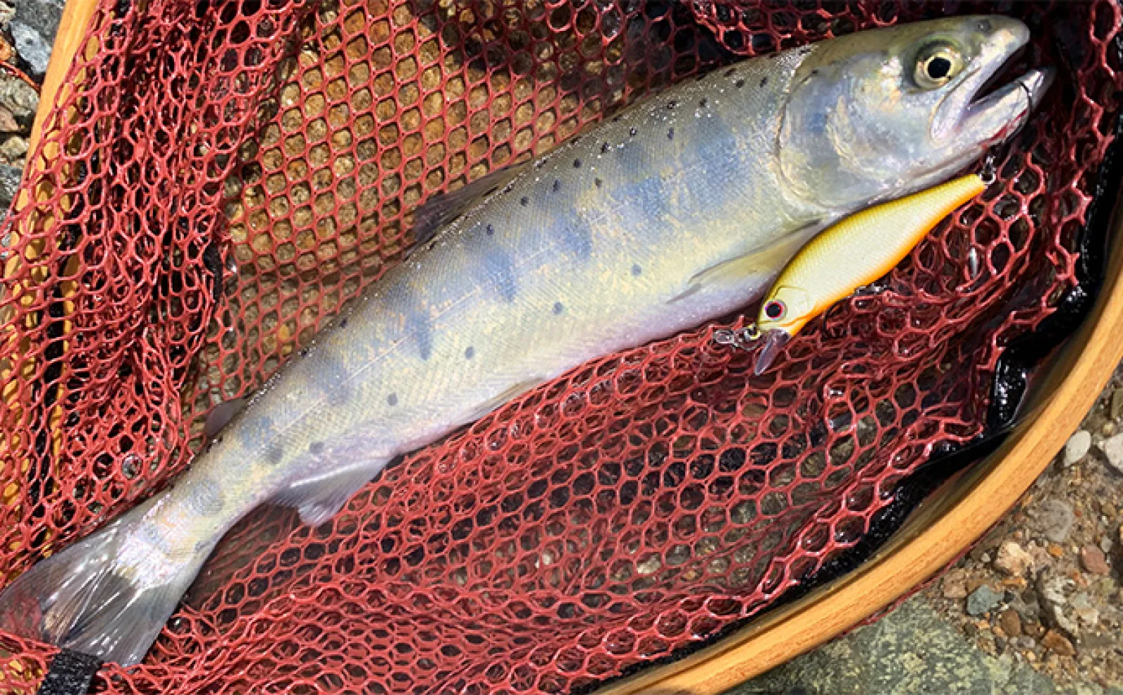 解禁直後の渓流ルアー釣行で50cm超えブラウントラウトをキャッチ【岐阜・庄川】