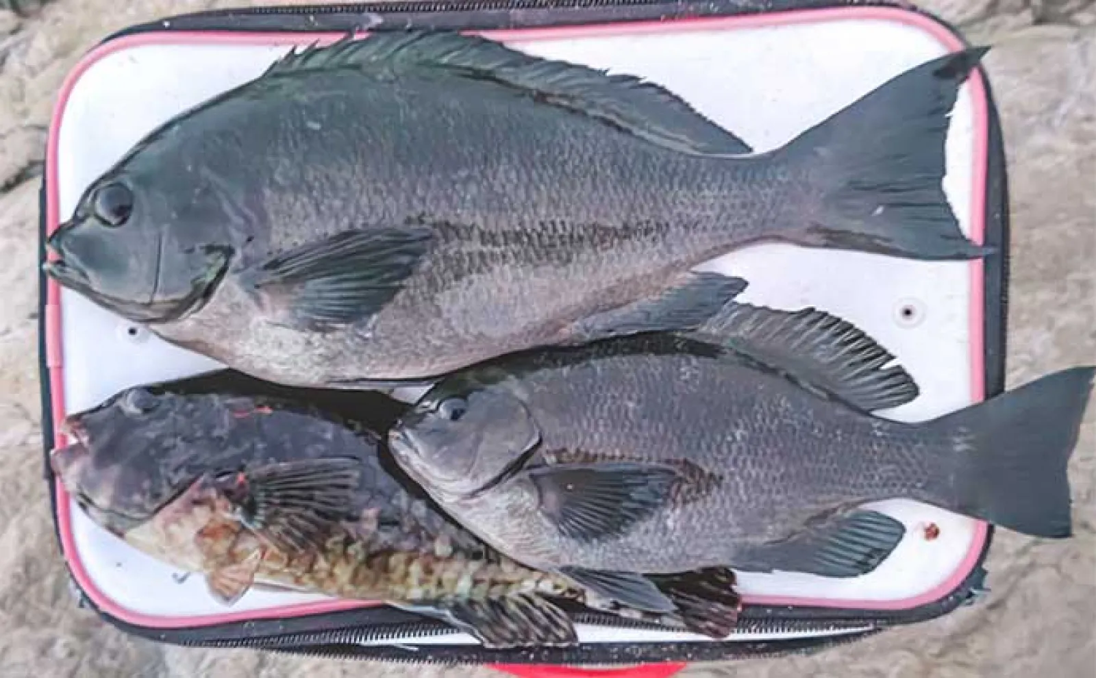 地磯でのフカセ釣りで41cm頭に口太メジナ好捕【千葉・館山】今後の乗っ込みに好期待