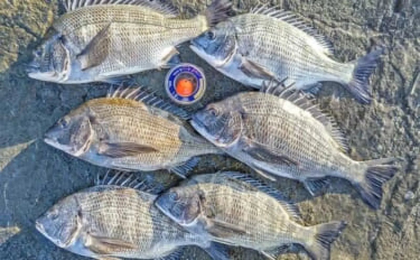 内房の磯フカセ釣りで42cm頭にクロダイ6尾【千葉・南ケイセン】乗っ