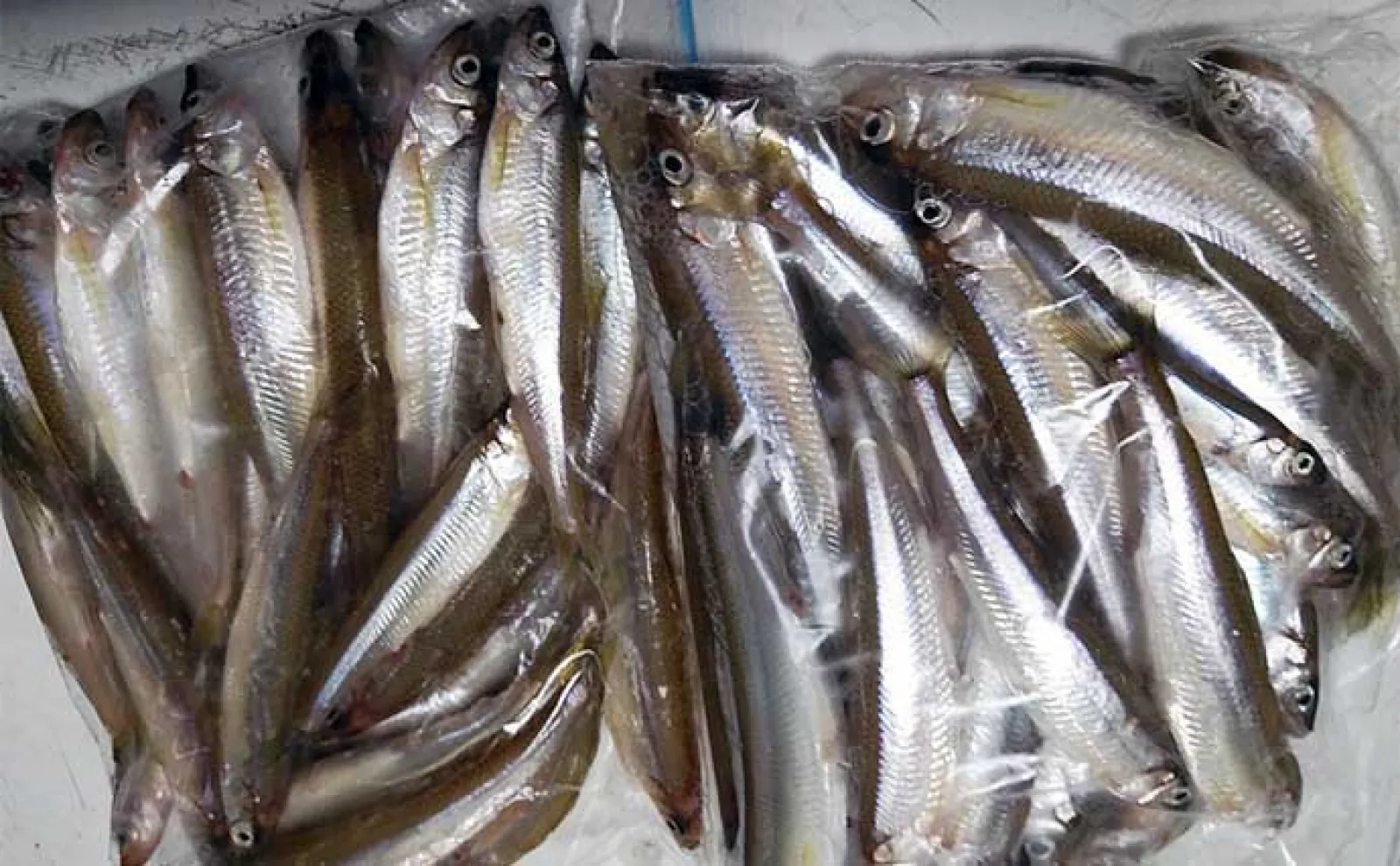 春の解禁直後の西湖ヒメマス釣りで24.5cm頭に26尾【山梨】3本竿で挑戦