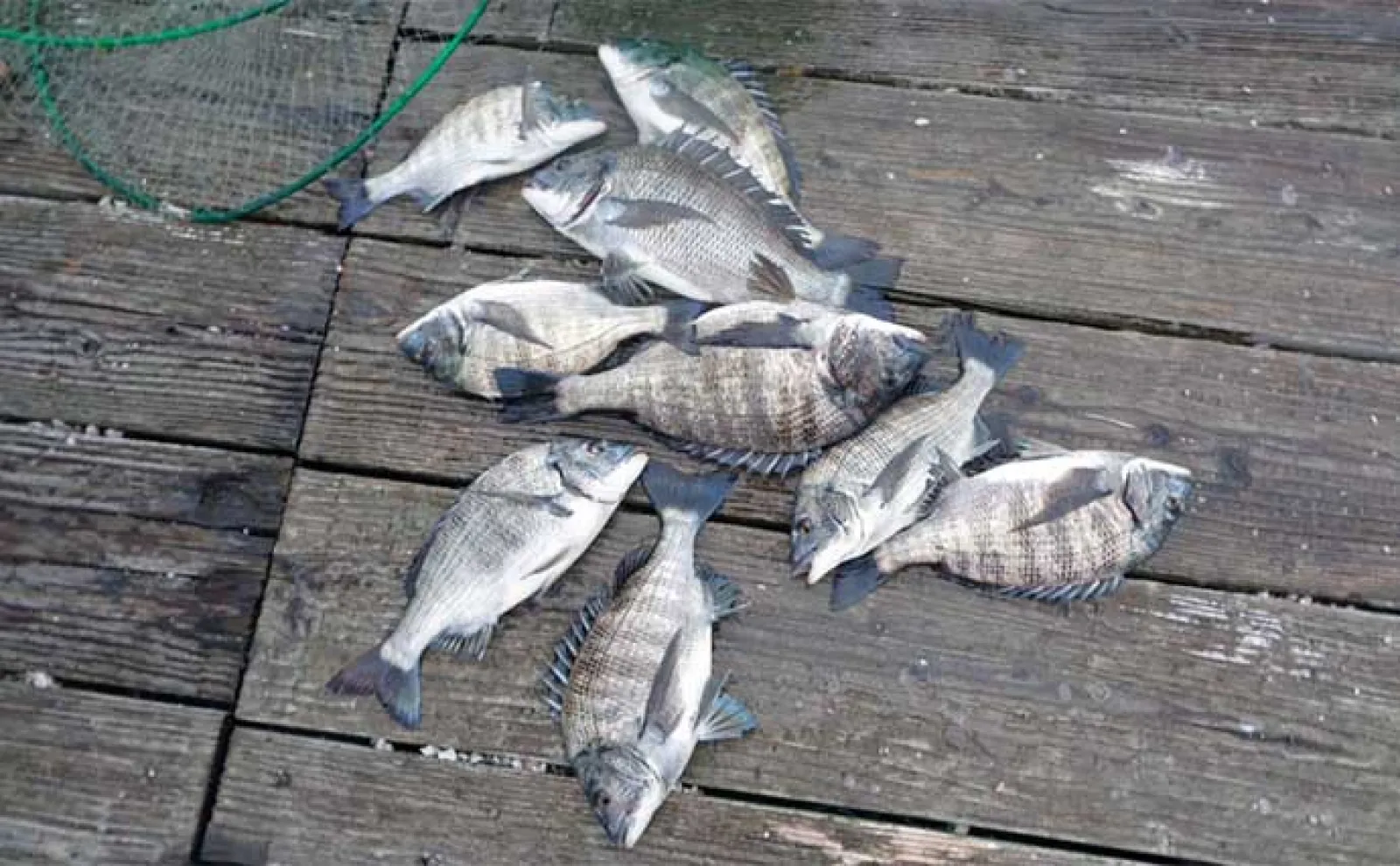 イカダで乗っ込みクロダイの気配濃厚【三重】カカリ釣り最新釣果