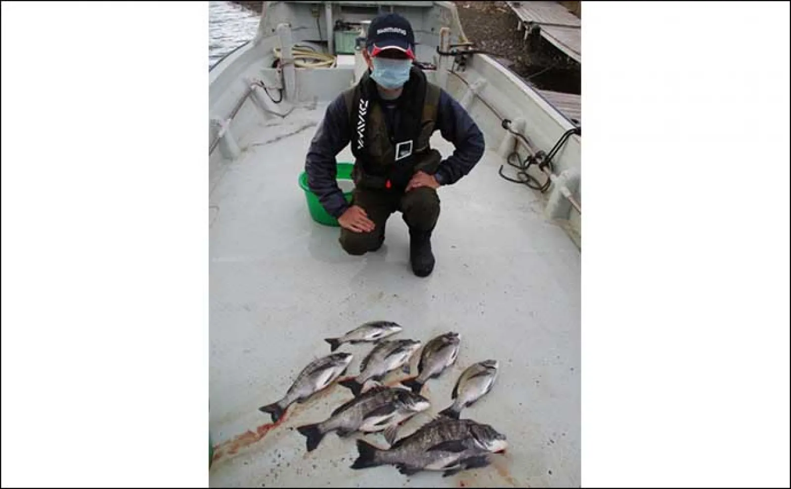 イカダで乗っ込みクロダイの気配濃厚【三重】カカリ釣り最新釣果